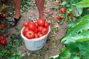 Proizvodi od svega po malo, posla preko cele godine, ali trud se isplati?