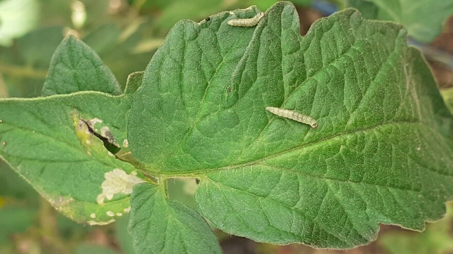 Visoke temperature ubrzale razvoj moljca paradajza - koje mere preduzeti?