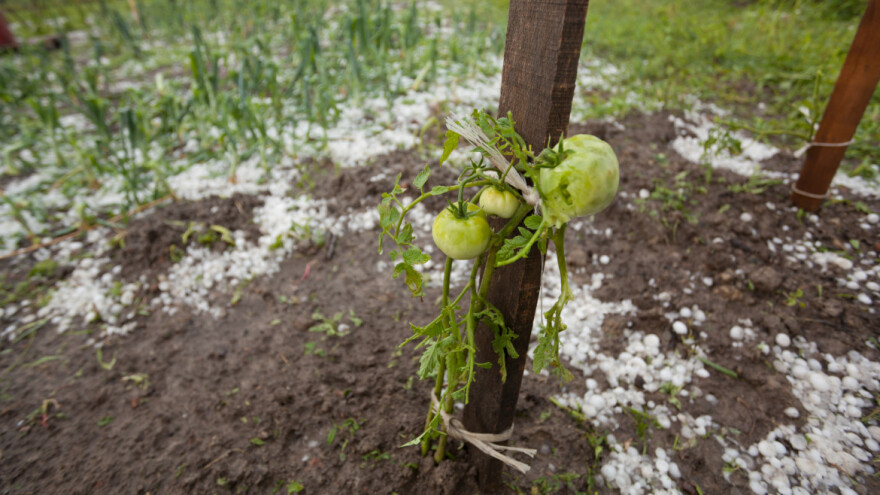 U Rasinskom okrugu uništeno 150 ha useva zbog grada