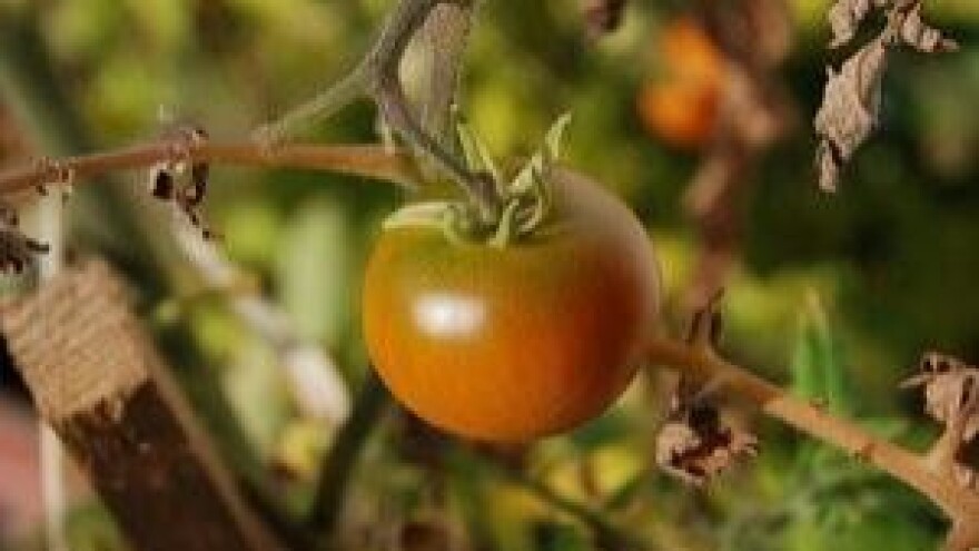 Kako i kada suzbijati ekonomski značajne bolesti povrća?