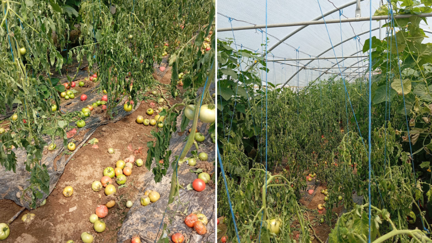 Provalio u plastenik pa uništio 300 kilograma paradajza