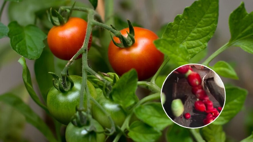 Inteligentna mašina za sortiranje paradajza - detektuje zelene i izbacuje ih sa trake