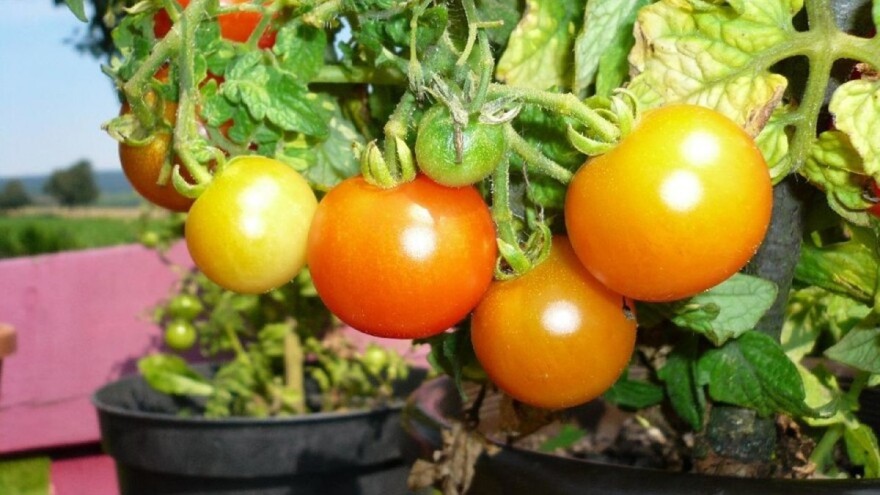 Napravite sami supstrat za sadnju paradajza u posudi