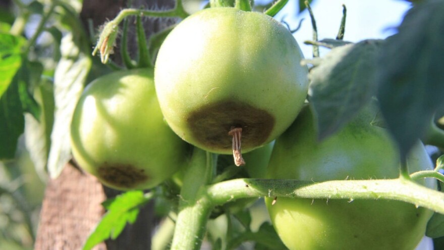 Vršna trulež plodovitog povrća, šta je razlog tome?