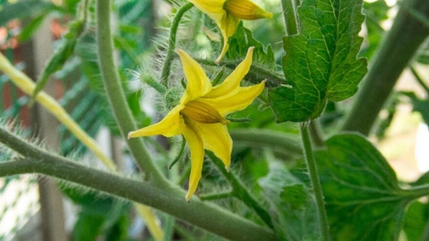 Zašto paradajzu opadaju cvjetovi?