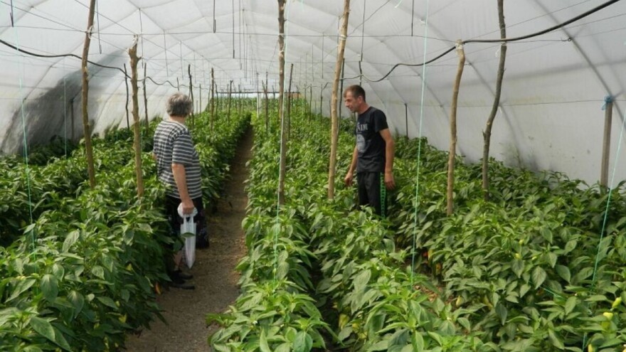 Koji su elementi važni za prihranu paprike, a koji za paradajz?