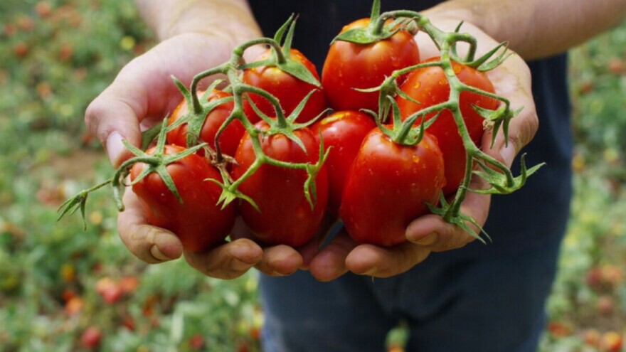 Uskoro i BiH paradajz postaje brend?