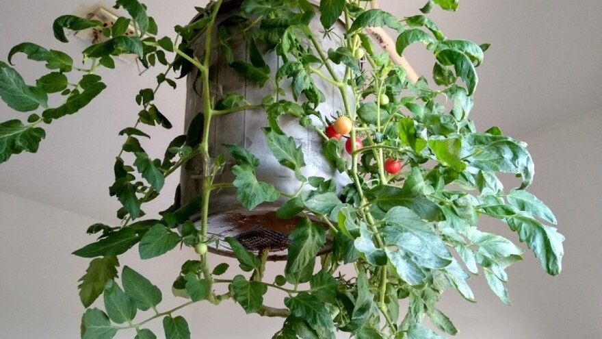 Uzgajajte cheery paradajz naopačke - moguće je!