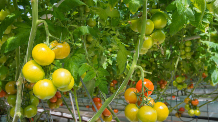 Moderni plastenici isplativi na duge staze!