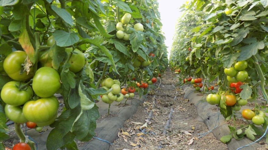 ICL folijarna đubriva: Pogodna i na otvorenom i u zatvorenom prostoru bez akumulacije soli