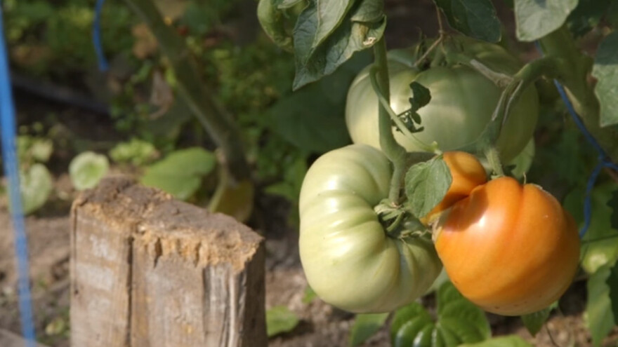 Džinovski paradajz jabučar