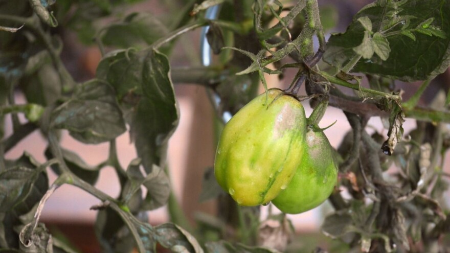 Za vikend očekujemo kišu, pogodovat će vodnom bilansu zemljišta