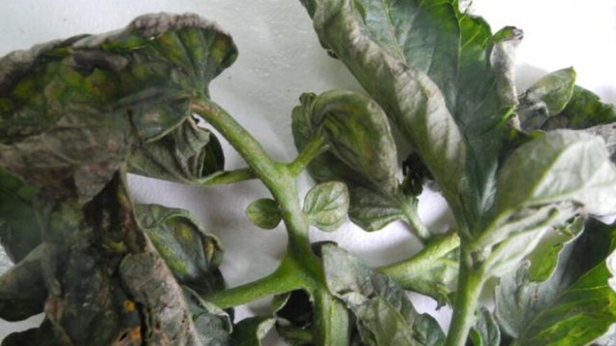 Plamenjača i crna pegavost