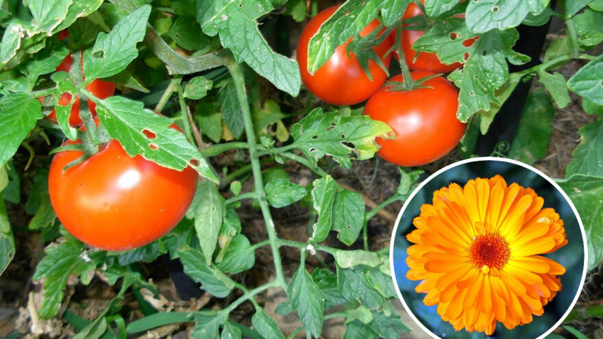 Kako neven pomaže u borbi protiv štetočina paradajza