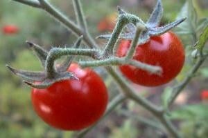 Tripsi, grinje i gusjenice na povrću