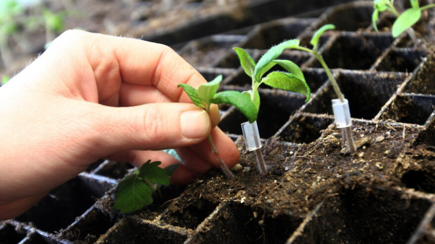 Kalemljenje paradajza za veći prinos