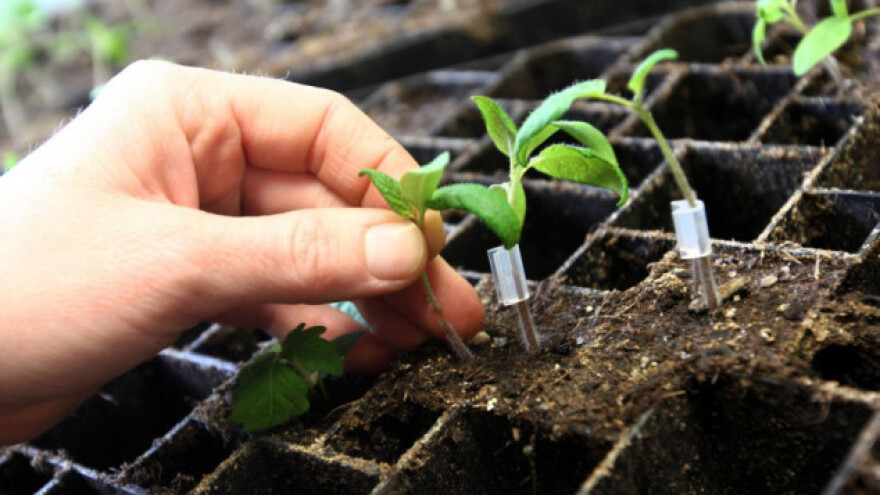 Kalemljenje paradajza za veći prinos