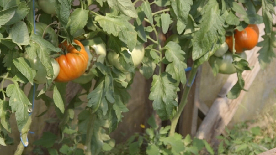 Organska proizvodnja u Belom Blatu