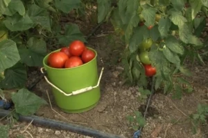 Uzgoj povrća za dodatni prihod