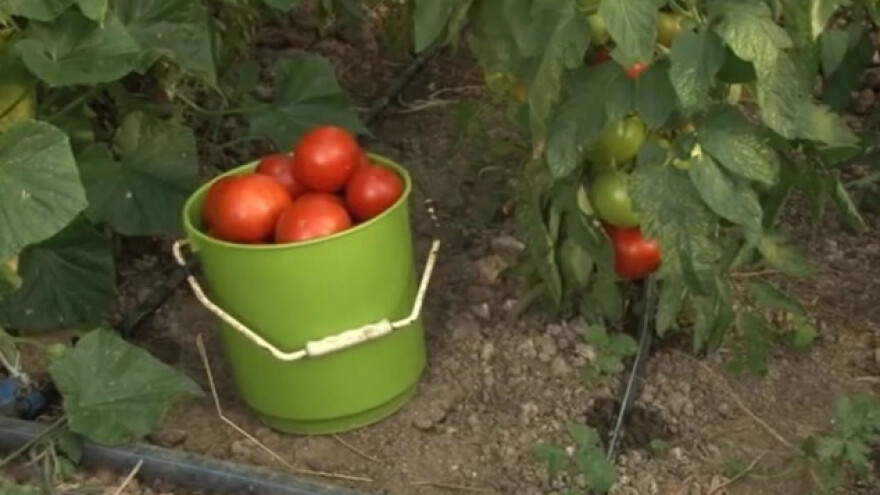 Uzgoj povrća za dodatni prihod