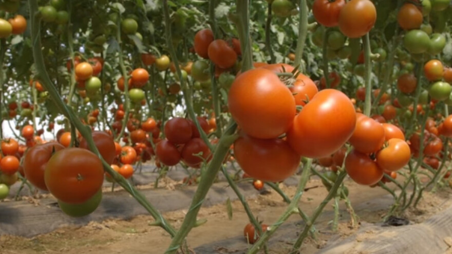 Loš kvalitet paradajza u Srbiji