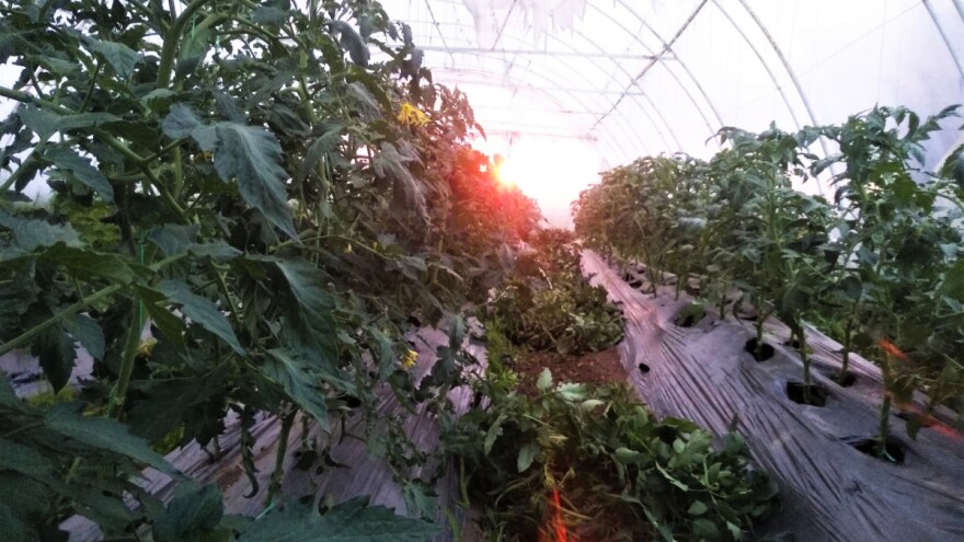 Kako sprečiti plamenjaču kod paradajza?