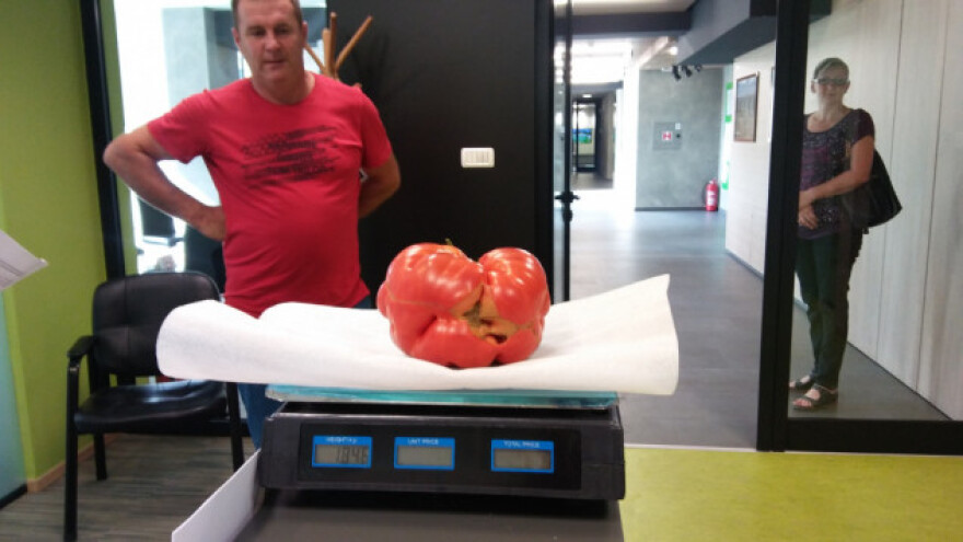 Uzgojili rajčicu od 1,8 kilograma!