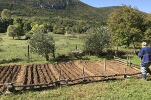 Kako pripremiti tlo za zimu i malčirati zavisno od vrste povrća?