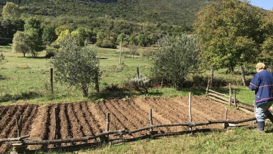 Kako pripremiti zemljište za zimu i malčirati u zavisnosti od vrste povrća?