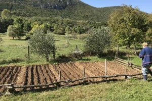 Kako pripremiti tlo za zimu i malčirati ovisno o vrsti povrća?