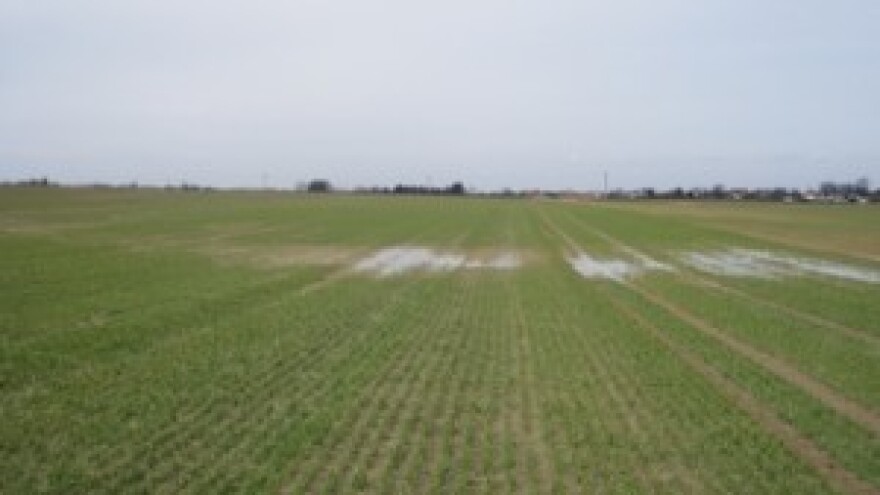 Trenutno stanje usjeva pšenice u Međimurju