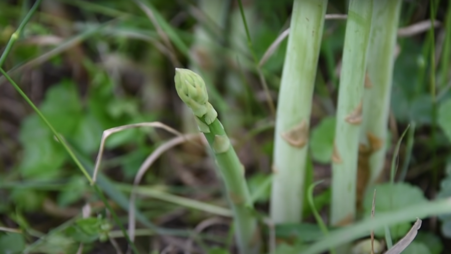 Sa hektara špargle "ubere se" do 20.000 evra?