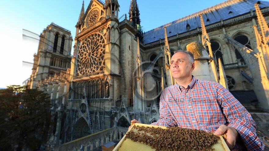 Pariz postaje grad pčela!