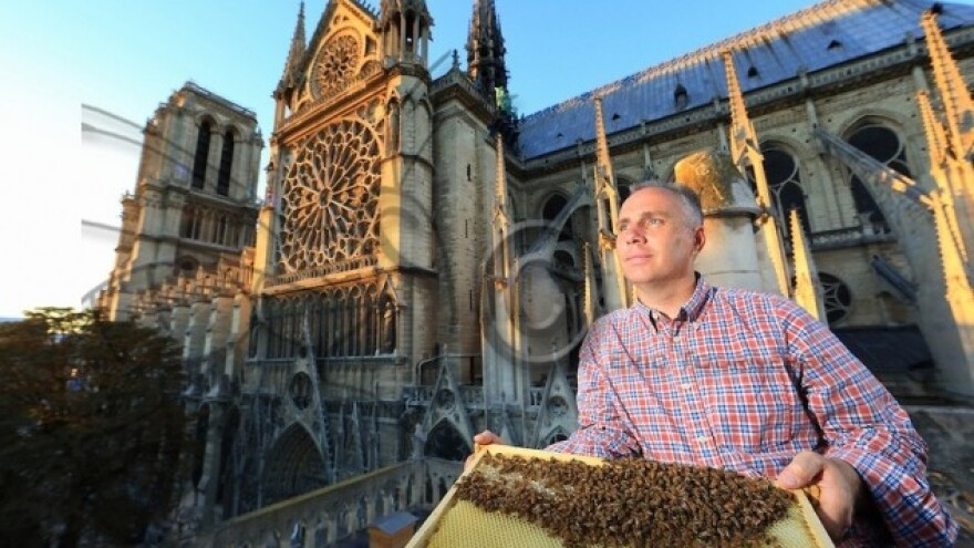 Pariz postaje grad pčela!