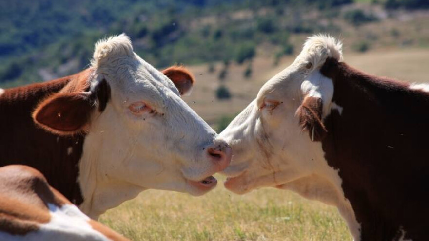 Pariška SIA - vodeći poljoprivredni događaj