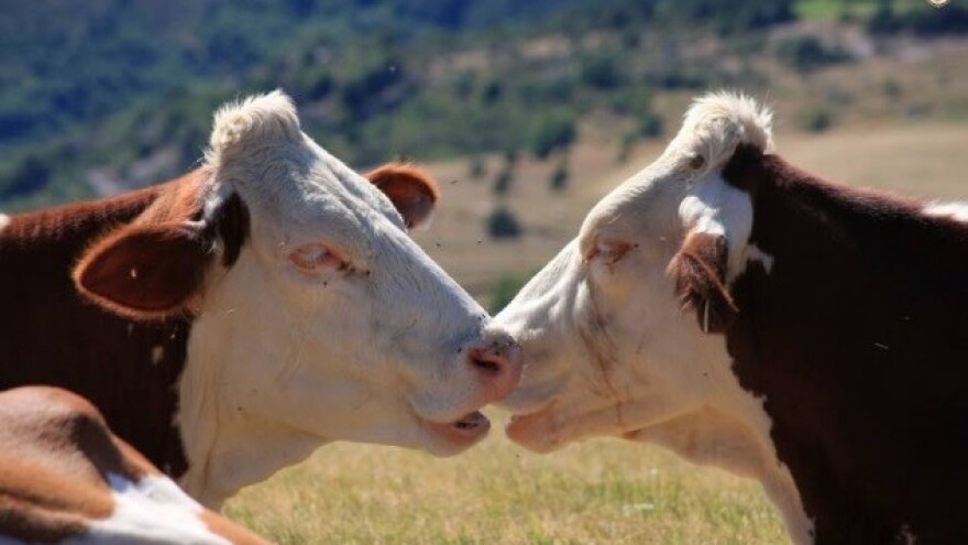 Pariška SIA - vodeći poljoprivredni događaj