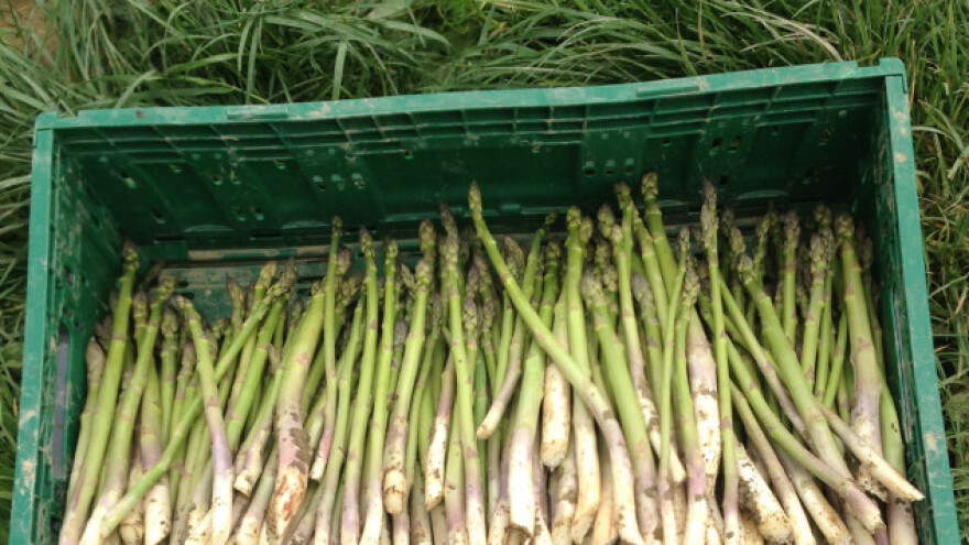Zadrugari Vinkovačke šparoge ove godine očekuju dobar urod