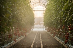 Parom zagrijani plastenici daju urod cijele godine