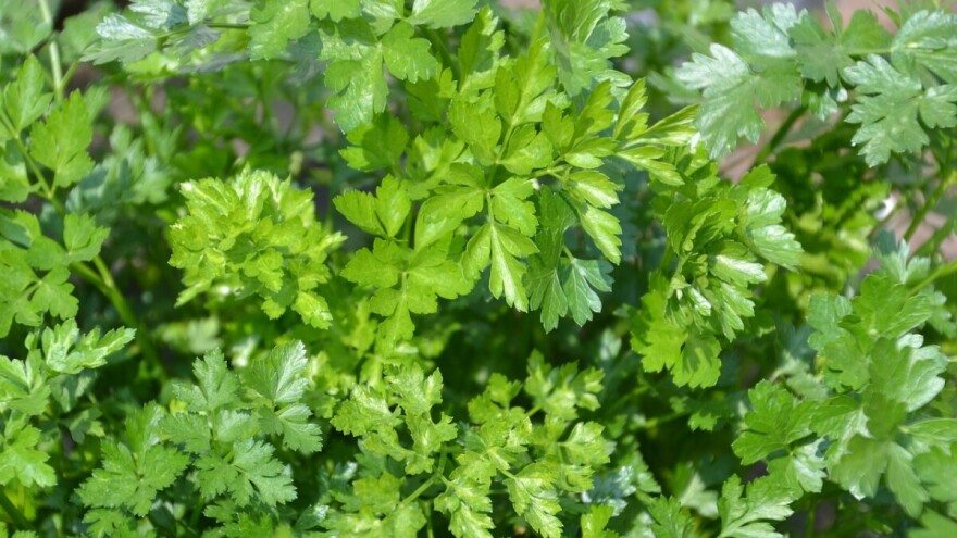 Zabranjen uvoz 1.100 kg sušenog peršuna