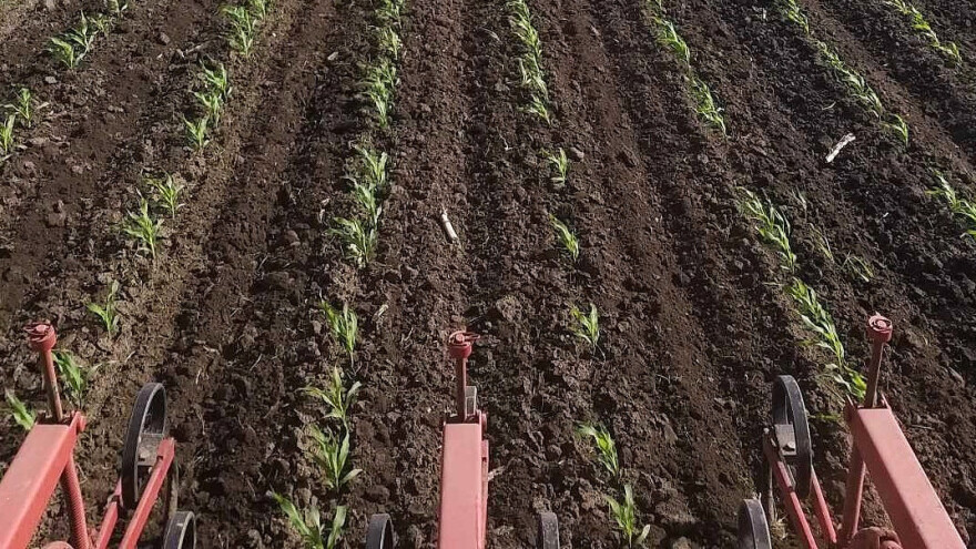 Greške u suzbijanju rezistentnog divljeg sirka i potencijalna rješenja