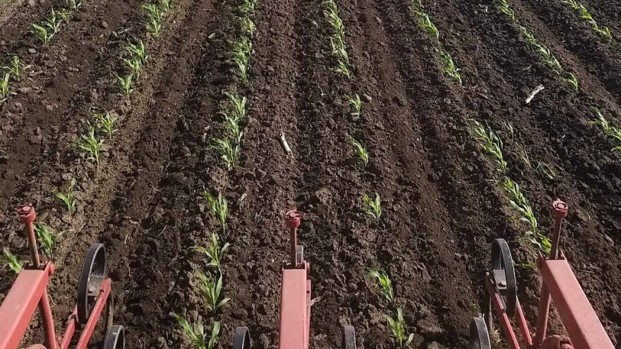 Greške u suzbijanju rezistentnog divljeg sirka i potencijalna rešenja