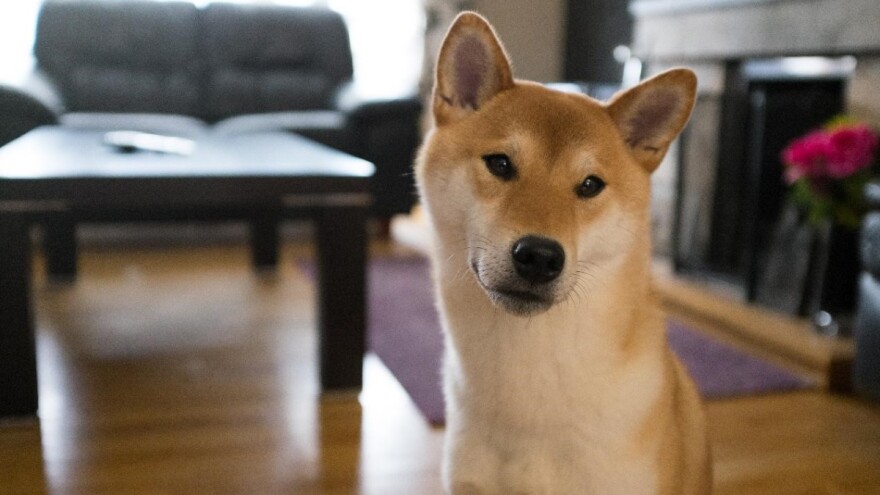 Korona kod pasa nije ni u kakvoj vezi sa virusom COVID 19?