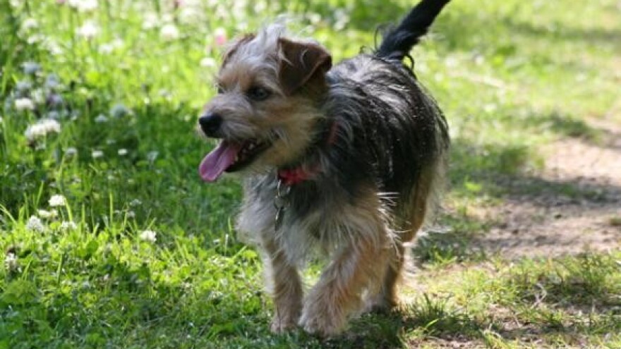 Uvjeti za uvoz kućnih ljubimaca u RH