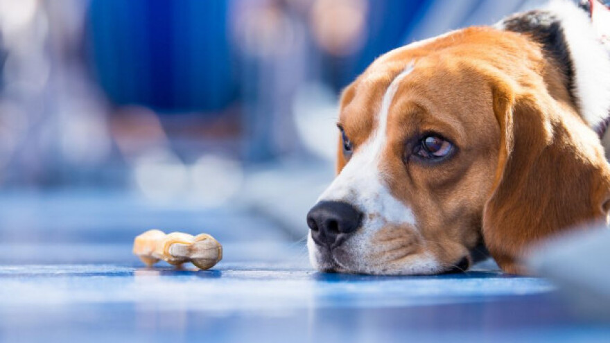 Anoreksija kod psa - kako je prepoznati