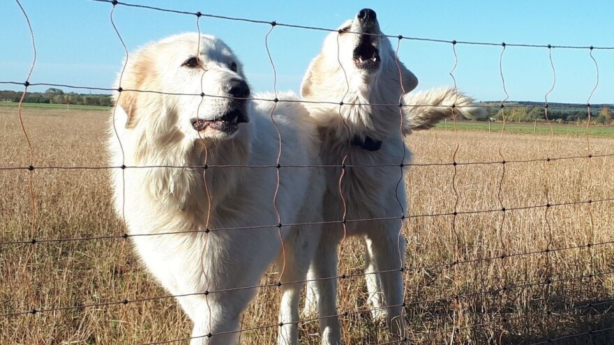 Nadležni poduzeli potrebne mjere protiv bjesnila