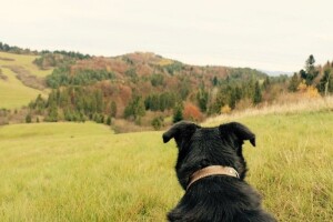 Evo kako da pripremite psa za jesenje dane