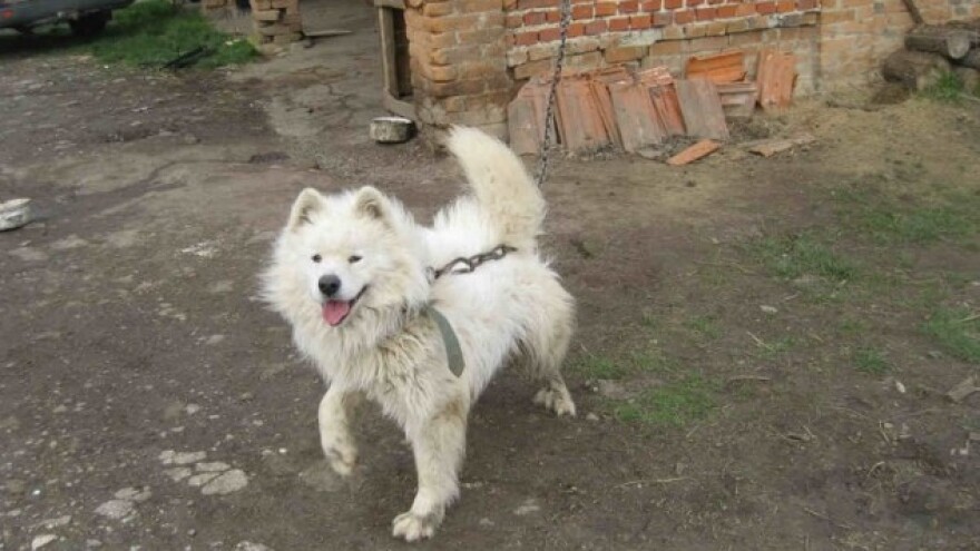 Pas na lancu uzrok gubitka IPARD sredstava?