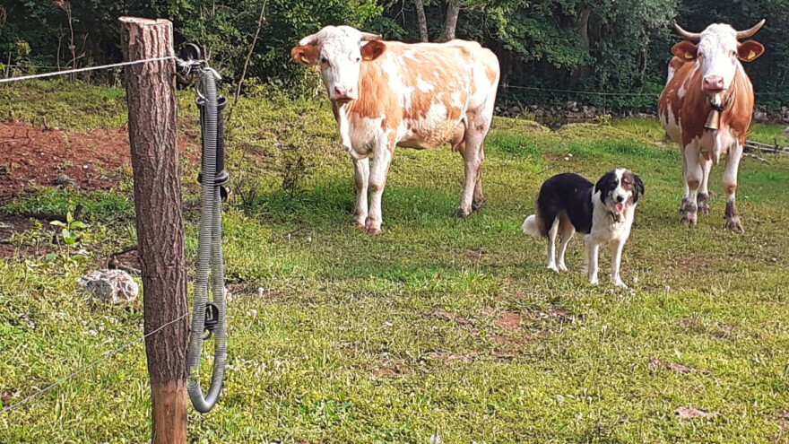 Za zaštitu blaga od vuka do 100.000 eura bespovratnih sredstava