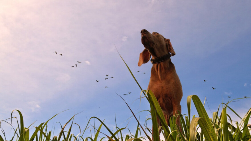 Zašto da nabavite bar jednog ptičara