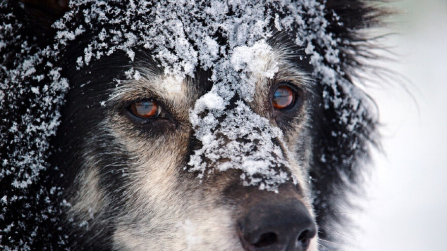 Briga o psu tijekom zime